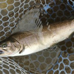 サクラマスは不発気味だったけど楽しめたフィッシングパーク高島の泉